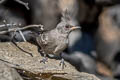 Phainopepla Phainopepla nitens lepida