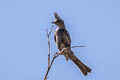 Phainopepla Phainopepla nitens lepida