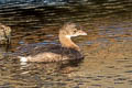 Pied-billed Grebe Podilymbus podiceps podiceps