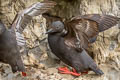 Pigeon Guillemot Cepphus columba eureka