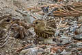 Pine Siskin Spinus pinus pinus