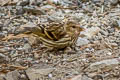 Pine Siskin Spinus pinus pinus