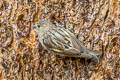 Pine Siskin Spinus pinus pinus