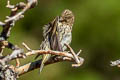 Pine Siskin Spinus pinus pinus