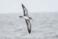 Pink-footed Shearwater Ardenna creatopus