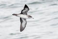 Pink-footed Shearwater Ardenna creatopus