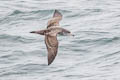 Pink-footed Shearwater Ardenna creatopus