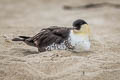 Pomarine Jaeger Stercorarius pomarinus