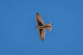 Prairie Falcon Falco mexicanus