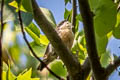 Pygmy Nuthatch Sitta pygmaea pygmaea