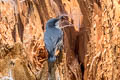 Pygmy Nuthatch Sitta pygmaea melanotis 