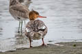 Red-breasted Merganser Mergus serrator