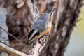 Red-breasted Nuthatch Sitta canadensis