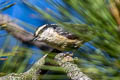 Red-breasted Nuthatch Sitta canadensis