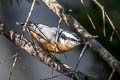 Red-breasted Nuthatch Sitta canadensis