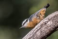 Red-breasted Nuthatch Sitta canadensis