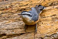 Red-breasted Nuthatch Sitta canadensis