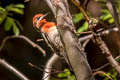 Red-breasted Sapsucker Sphyrapicus ruber daggetti