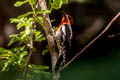 Red-breasted Sapsucker Sphyrapicus ruber daggetti