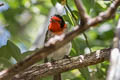 Red-faced Warbler