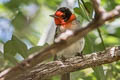 Red-faced Warbler