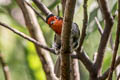 Red-faced Warbler