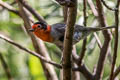 Red-faced Warbler