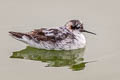 Red-necked Phalarope Phalaropus lobatus