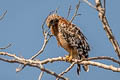 Red-shouldered Hawk Buteo lineatus elegans 