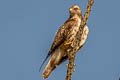 Red-tailed Hawk Buteo jamaicensis calurus