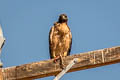 Red-tailed Hawk Buteo jamaicensis calurus