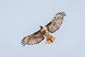 Red-tailed Hawk Buteo jamaicensis calurus