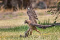 Red-tailed Hawk Buteo jamaicensis calurus