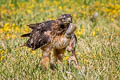 Red-tailed Hawk Buteo jamaicensis calurus