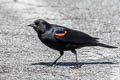 Red-winged Blackbird Agelaius phoeniceus sonoriensis