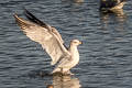 Ring-billed Gill Larus delawarensis