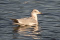 Ring-billed Gill Larus delawarensis