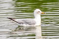 Ring-billed Gill Larus delawarensis