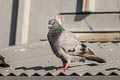 Rock Dove Columba livia ssp. (Feral Pigeon)