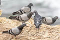 Rock Dove Columba livia ssp. (Feral Pigeon)