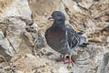 Rock Dove Columba livia ssp. (Feral Pigeon)