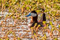 Ruddy Duck Oxyura jamaicensis