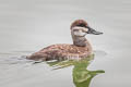 Ruddy Duck Oxyura jamaicensis