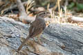 Rufous-crowned Sparrow Aimophila ruficeps scottii