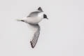 Sabine's Gull Xema sabini