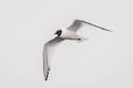 Sabine's Gull Xema sabini