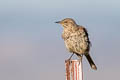 Sage Thrasher Oreoscoptes montanus