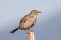 Sage Thrasher Oreoscoptes montanus