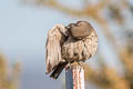 Sage Thrasher Oreoscoptes montanus