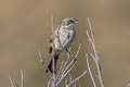 Sagebrush Sparrow Artemisiospiza nevadensis